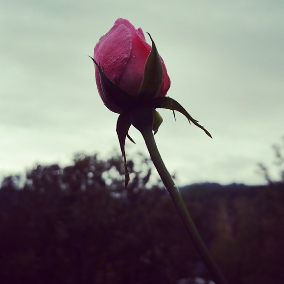 Meet your Posher, Megan - Picture 1 of 1